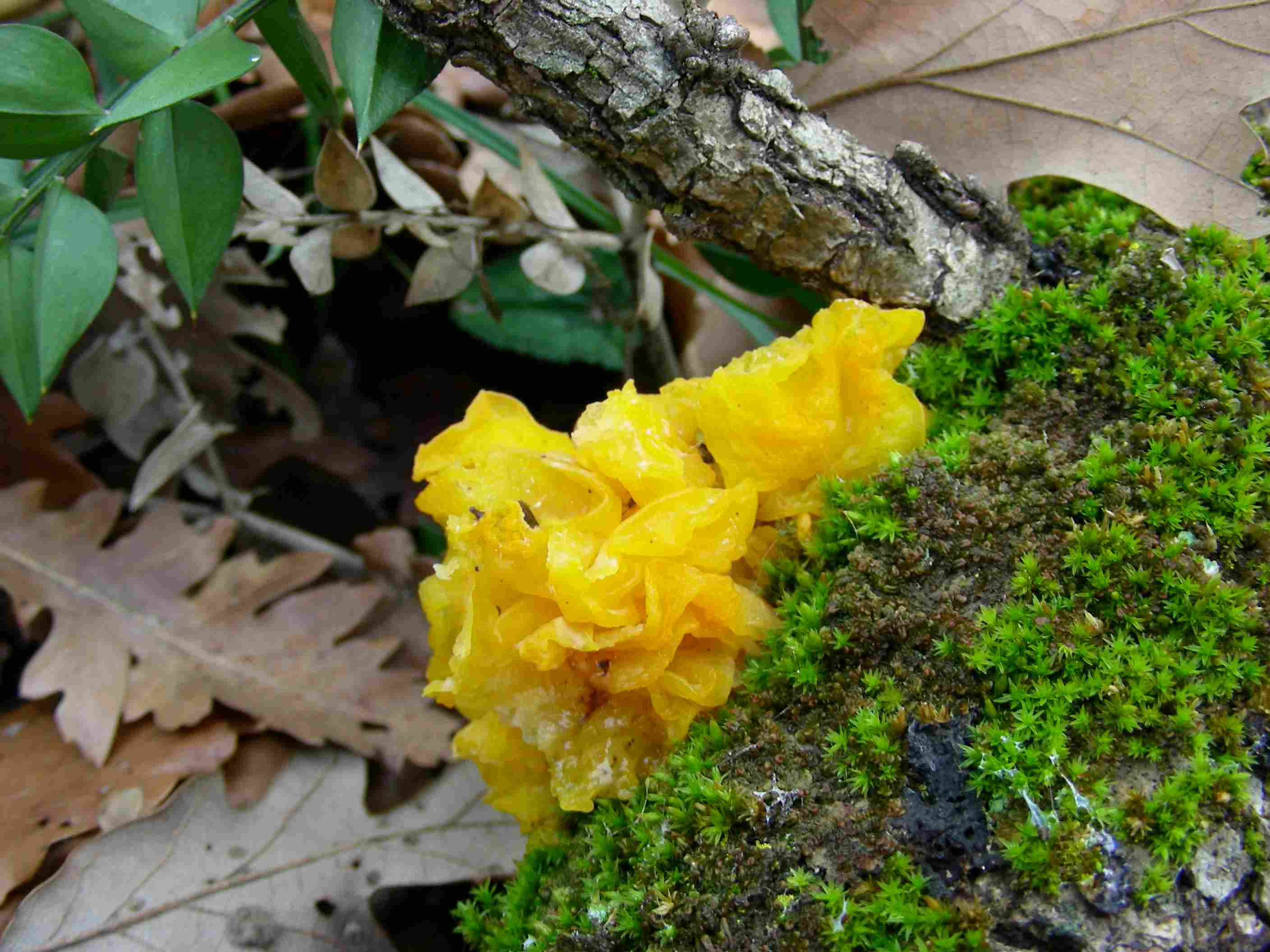 1890 Gennaio vecchio ritrovamento